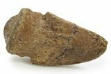 Dinosaur (Pachycephalosaurus) Toe Ungual (Claw) - South Dakota #382467-1